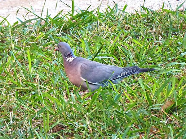 Tudó  - Miquel Casas Guirao