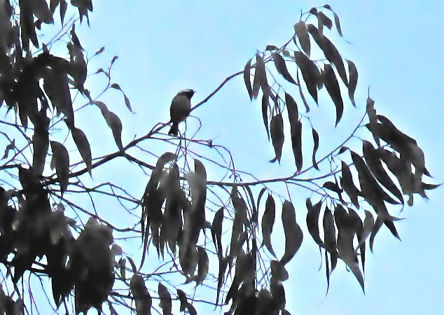 Mallerenga petita  - Miquel Casas Guirao