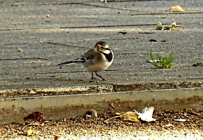 Cuereta blanca vulgar  - Miquel Casas Guirao