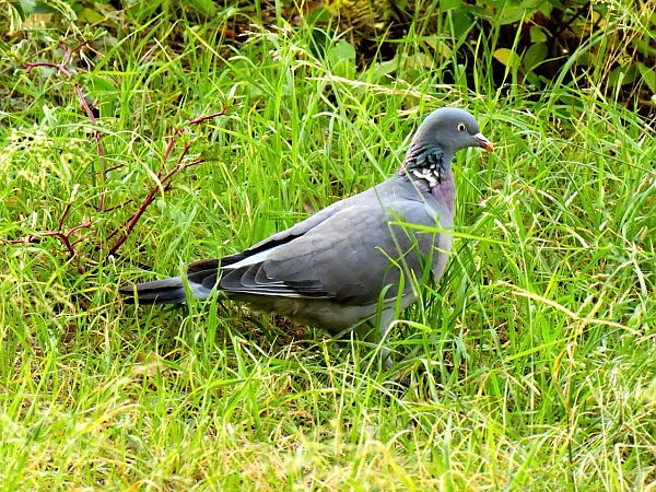 Tudó  - Miquel Casas Guirao