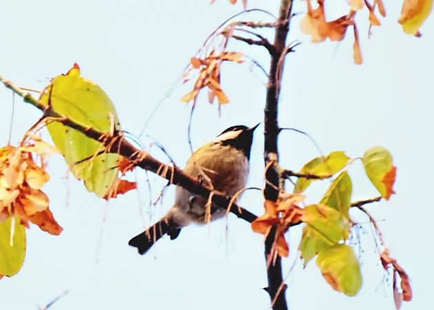 Mallerenga petita  - Miquel Casas Guirao