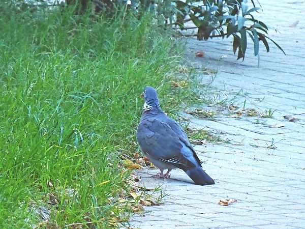 Tudó  - Miquel Casas Guirao