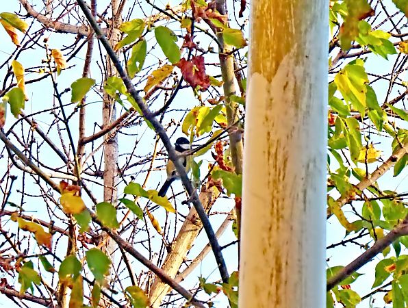 Mallerenga carbonera  - Miquel Casas Guirao