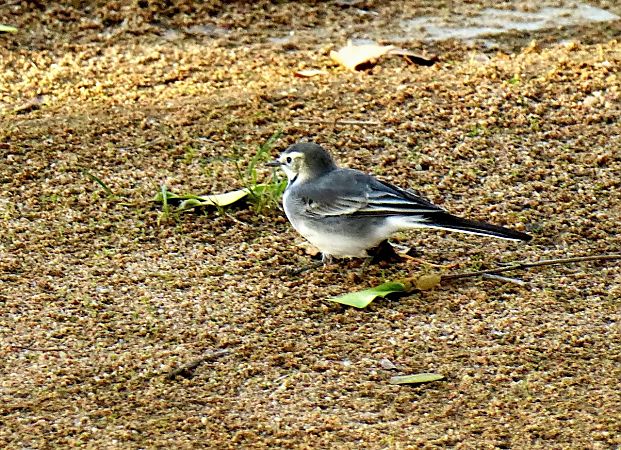 Cuereta blanca vulgar  - Miquel Casas Guirao