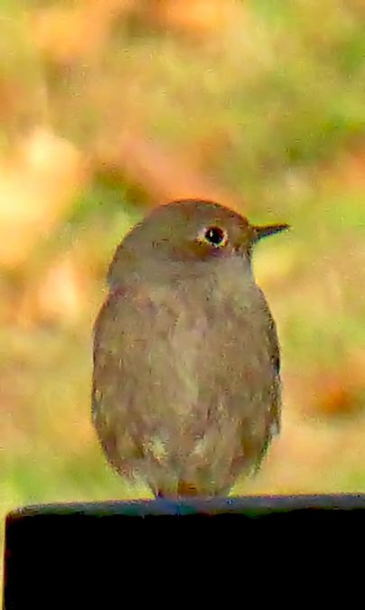 Colirrojo Tizón  - Miquel Casas Guirao