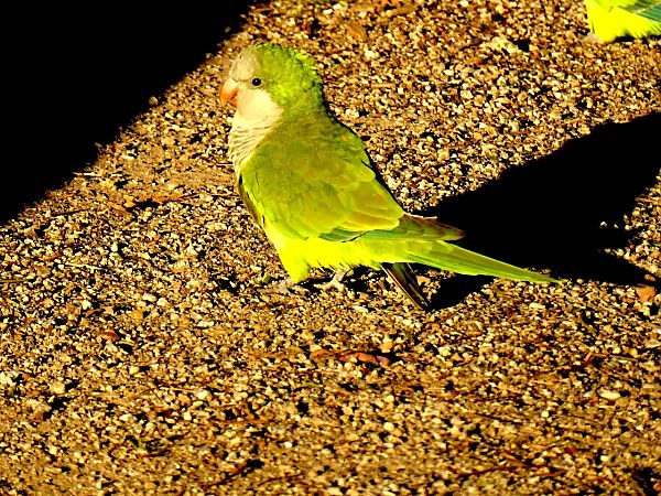 Cotorreta de pit gris  - Miquel Casas Guirao