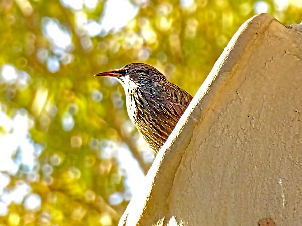 Estornell negre / vulgar  - Miquel Casas Guirao