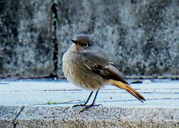 Cotxa fumada  - Miquel Casas Guirao
