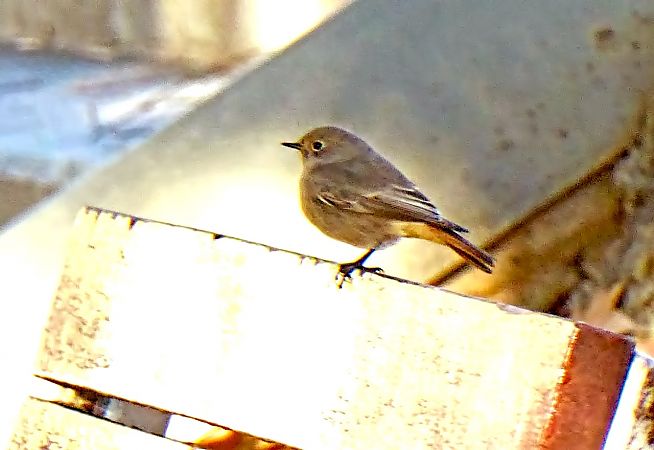 Cotxa fumada  - Miquel Casas Guirao