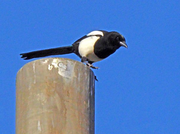 Garsa  - Miquel Casas Guirao