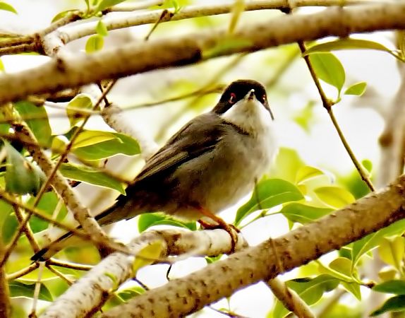 Tallarol capnegre  - Miquel Casas Guirao