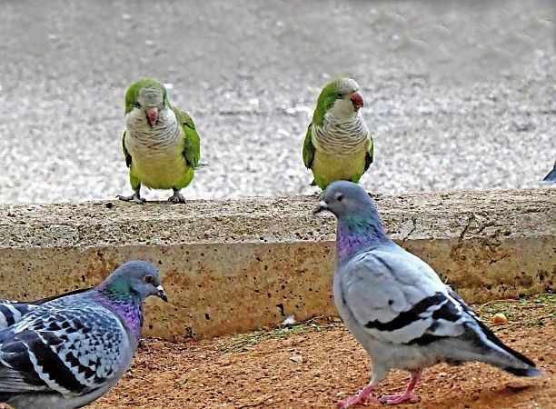 Cotorreta de pit gris  - Miquel Casas Guirao