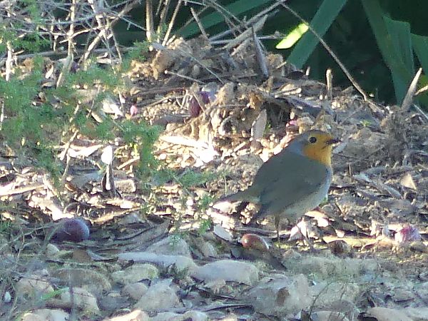 Pit-roig  - Alons Navarro Alvarez