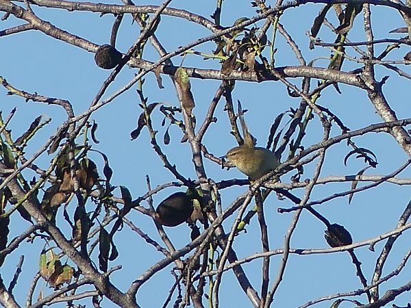 Mosquiter comú  - Alons Navarro Alvarez