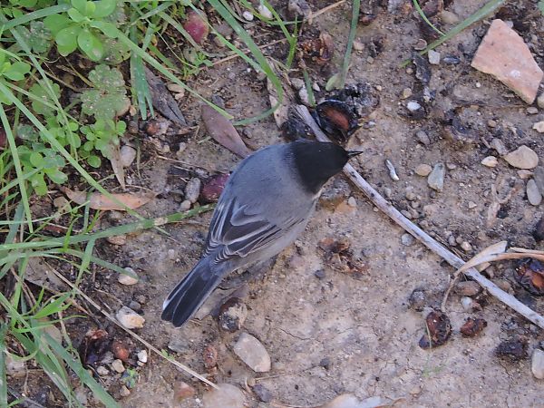 Tallarol capnegre  - Maite Alaminos