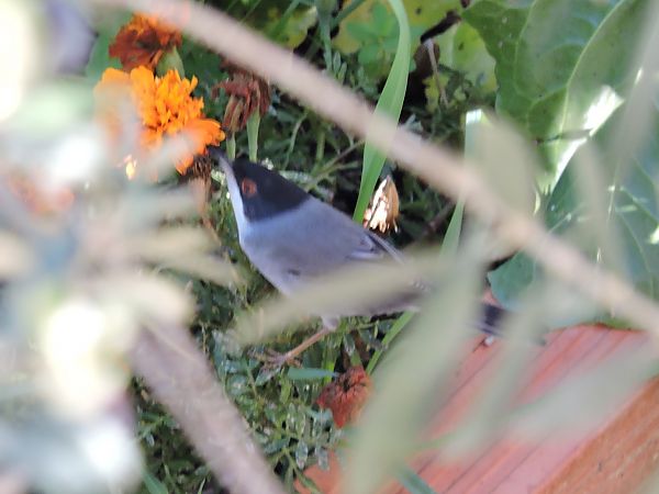 Tallarol capnegre  - Maite Alaminos