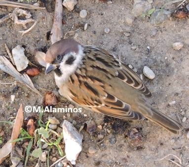 Pardal xarrec  - Maite Alaminos