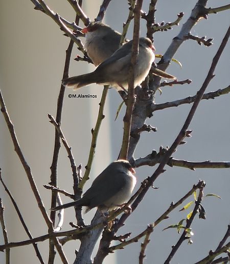 Bec de corall senegalès  - Maite Alaminos