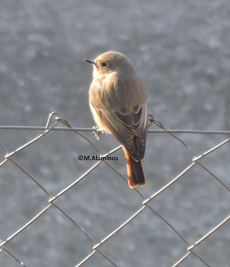 Cotxa fumada  - Maite Alaminos