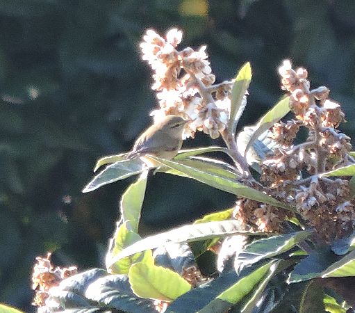 Mosquiter comú  - Maite Alaminos