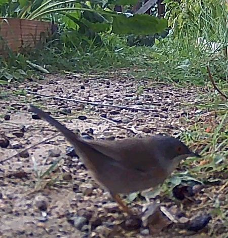 Tallarol capnegre  - Maite Alaminos