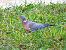 Tudó (Columba palumbus) © Miquel Casas Guirao