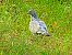 Pigeon ramier (Columba palumbus) © Miquel Casas Guirao