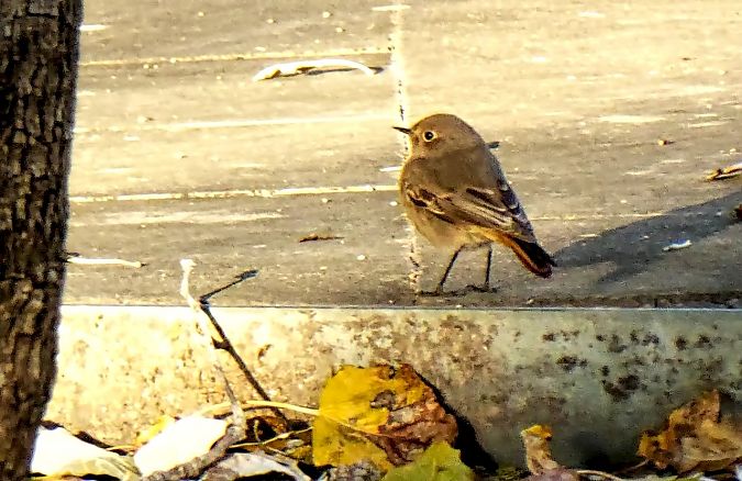 Cotxa fumada  - Miquel Casas Guirao