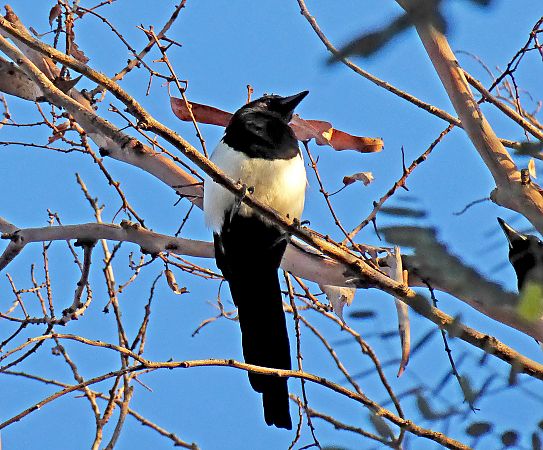 Garsa  - Miquel Casas Guirao