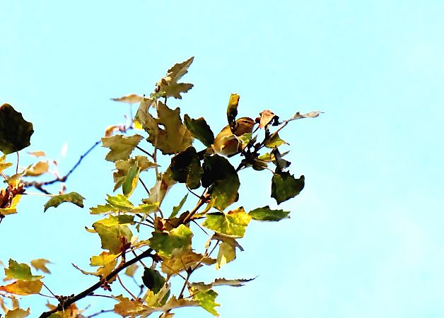 Mosquiter comú  - Miquel Casas Guirao