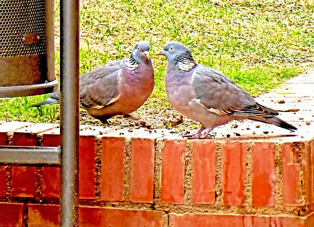 Tudó  - Miquel Casas Guirao