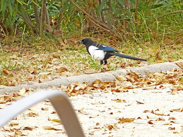 Garsa  - Miquel Casas Guirao