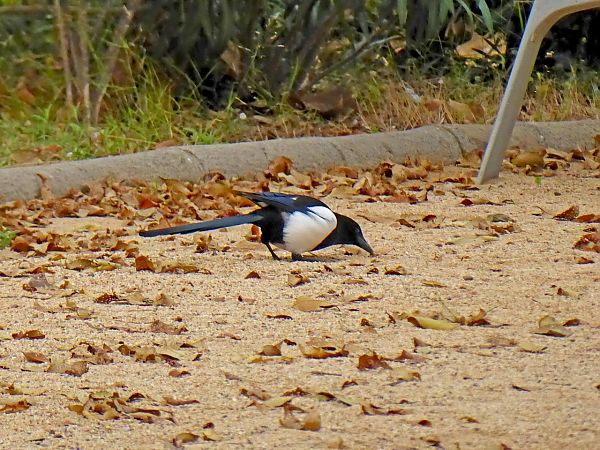 Garsa  - Miquel Casas Guirao