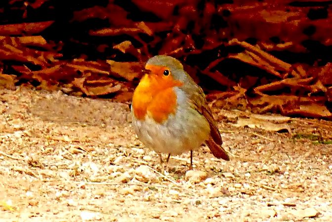 Pit-roig  - Miquel Casas Guirao