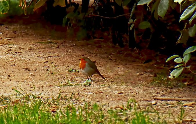 Pit-roig  - Miquel Casas Guirao