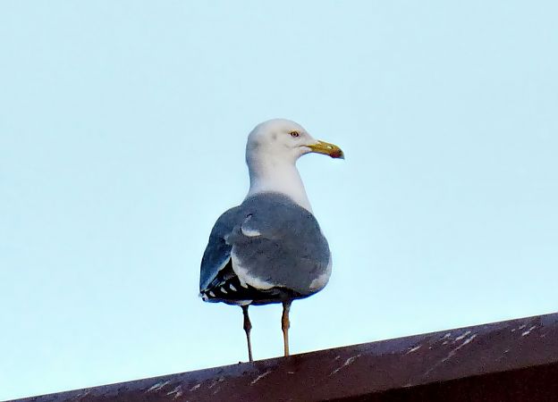 Gavià argentat  - Miquel Casas Guirao