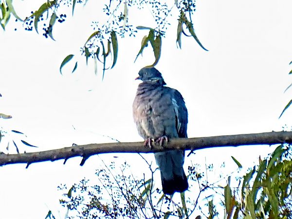 Tudó  - Miquel Casas Guirao