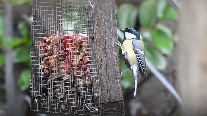 Mallerenga carbonera 