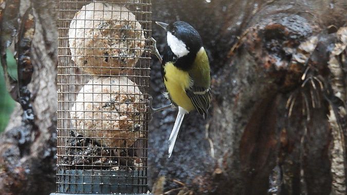 Mallerenga carbonera 