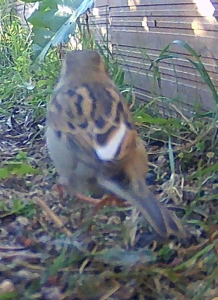 Pardal comú  - Maite Alaminos