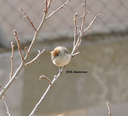 Tallarol de casquet  - Maite Alaminos