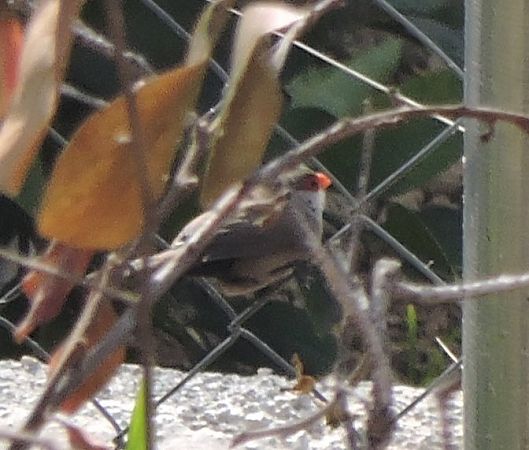 Bec de corall senegalès  - Maite Alaminos