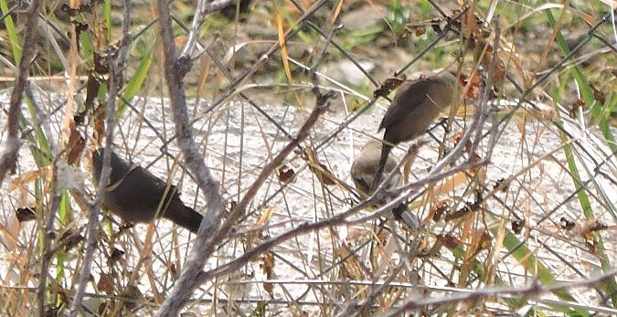 Bec de corall senegalès  - Maite Alaminos
