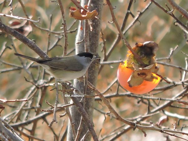 Tallarol de casquet  - Maite Alaminos