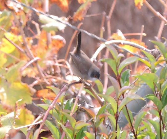 Tallarol capnegre  - Maite Alaminos