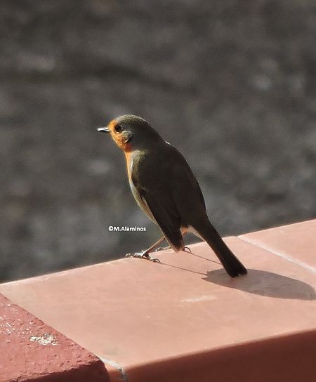 Pit-roig  - Maite Alaminos