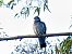 Tudó (Columba palumbus) © Miquel Casas Guirao