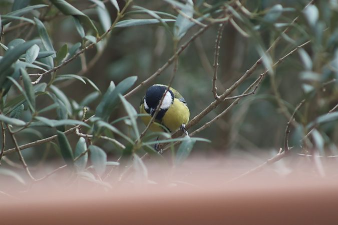 Mallerenga carbonera 