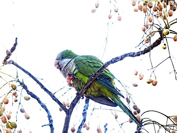Cotorra Argentina  - Miquel Casas Guirao