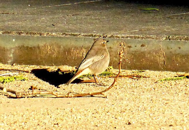 Cotxa fumada  - Miquel Casas Guirao